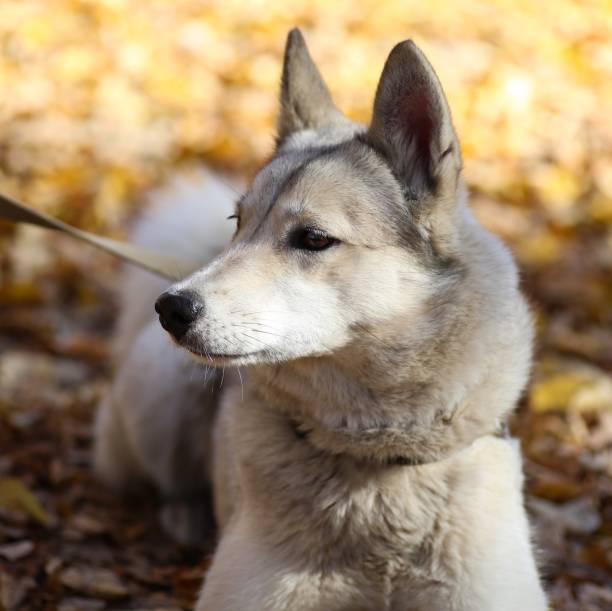 istock Simple dog in the park. 1055430816