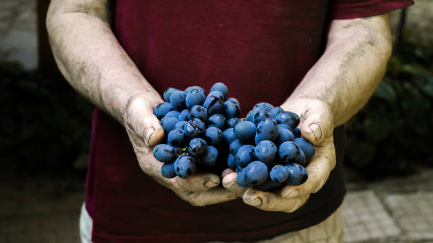 istock Hand holding bunch of grapes 1055432790