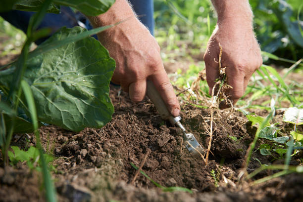 istock Ecological farm with vegetables, fruit and flowers 1055432888
