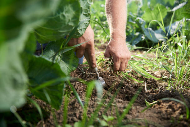 istock Ecological farm with vegetables, fruit and flowers 1055432892