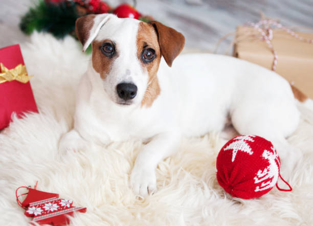 istock Dog at christmas decoration 1055434596