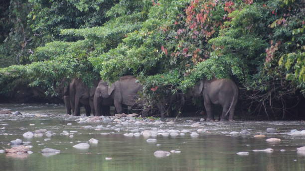 istock Borneo Pygmy Elephant seen in Danum Valley, Borneo 1055434842