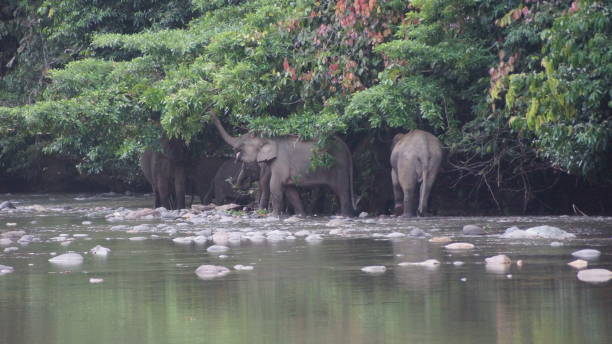 istock Borneo Pygmy Elephant seen in Danum Valley, Borneo 1055434850