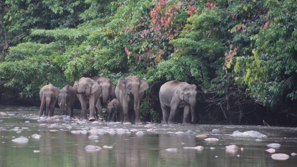 istock Borneo Pygmy Elephant seen in Danum Valley, Borneo 1055434880