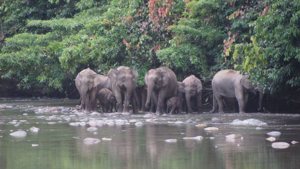 istock Borneo Pygmy Elephant seen in Danum Valley, Borneo 1055434884