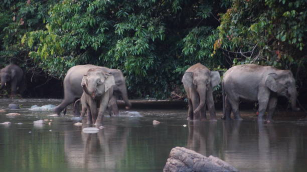 istock Borneo Pygmy Elephant seen in Danum Valley, Borneo 1055434910