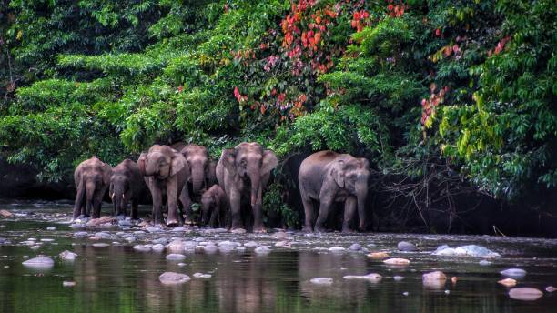 пигмейский слон борнео видели в долине данум, борнео - island of borneo стоковые фото и изображения