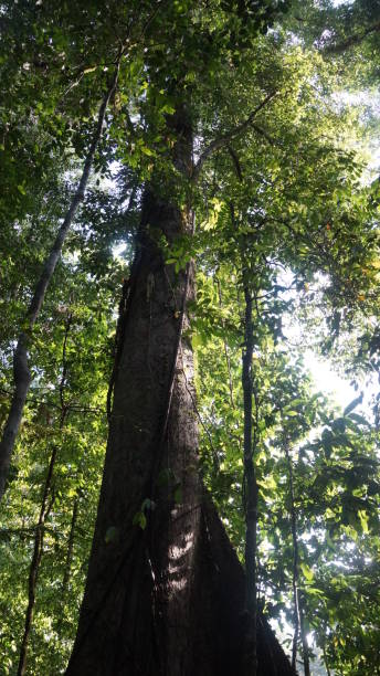 istock Danum Valley, Borneo virgin rainforest, Sabah 1055435472