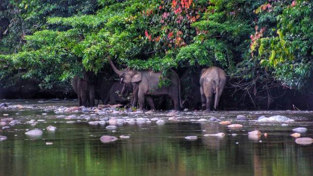istock Borneo Pygmy Elephant seen in Danum Valley, Borneo 1055435972