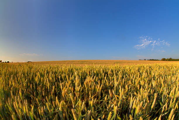cornfield