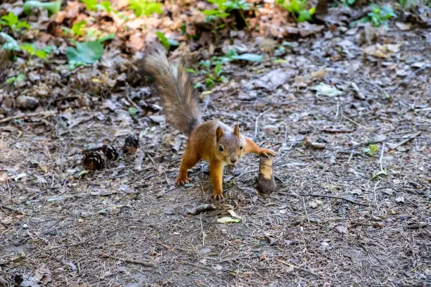 Funny red squirrel sitting on the ground and looking into camera(Sciurus vulgaris)