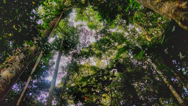 istock Danum Valley, Borneo virgin rainforest, Sabah 1055438052