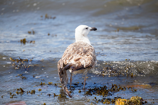 Young gull with a broken wing struggling in the sea