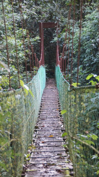 istock World Famous Tree Top Canopy Walkway in Danum Valley, Rainforest, Borneo 1055438394