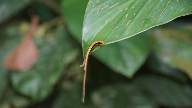 istock Tiger Leech spotted in Danum Valley Rainforest, Borneo 1055438402