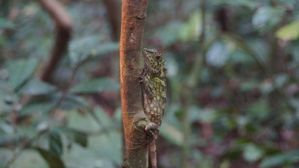 istock Borneo Anglehead Lizard an endemic species spotted in Danum Valley, Rainforest, Borneo 1055439028
