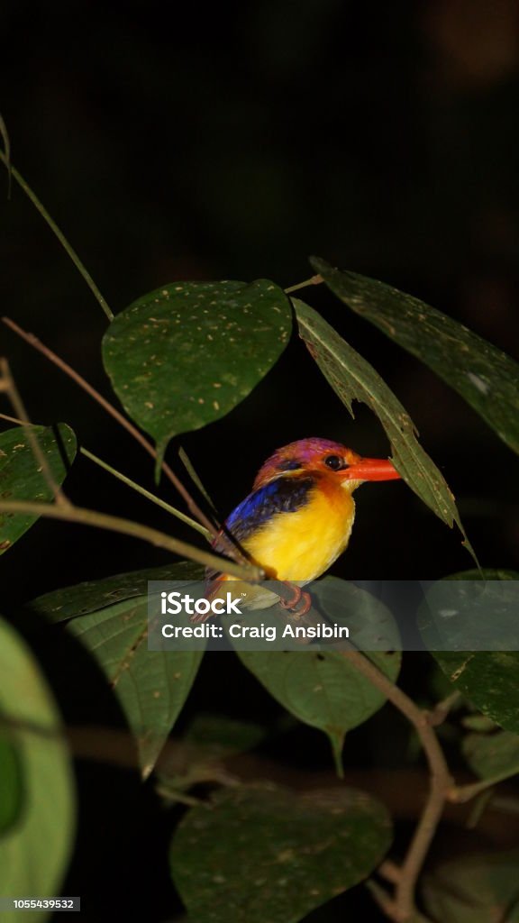 Oriental Dwarf Kingfisher spotted in Danum Valley Rainforest, Borneo Animal Stock Photo