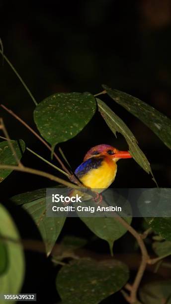 Oriental Dwarf Kingfisher Spotted In Danum Valley Rainforest Borneo Stock Photo - Download Image Now