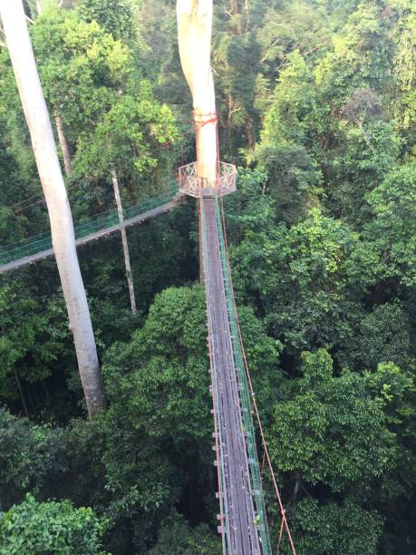 istock World Famous Tree Top Canopy Walkway in Danum Valley, Rainforest, Borneo 1055439606