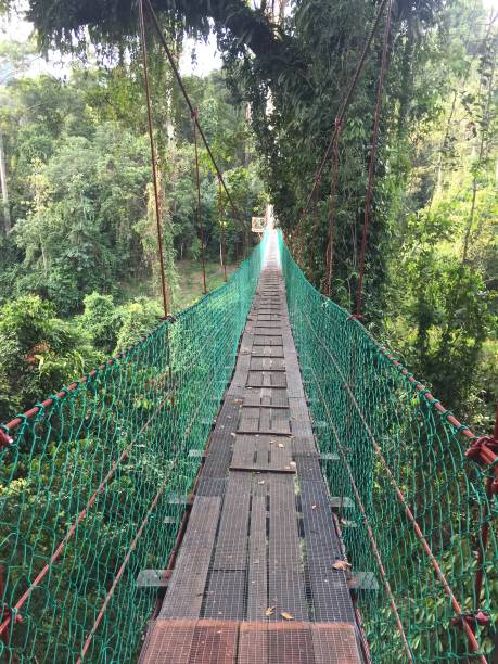 istock World Famous Tree Top Canopy Walkway in Danum Valley, Rainforest, Borneo 1055439640