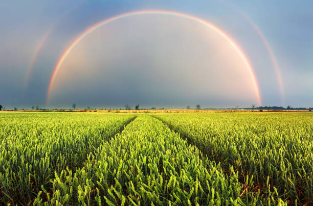 Rain Clouds And Colorful Rainbow Above Yellow Wheat Ears Field. Summer Agricultural Landscape
