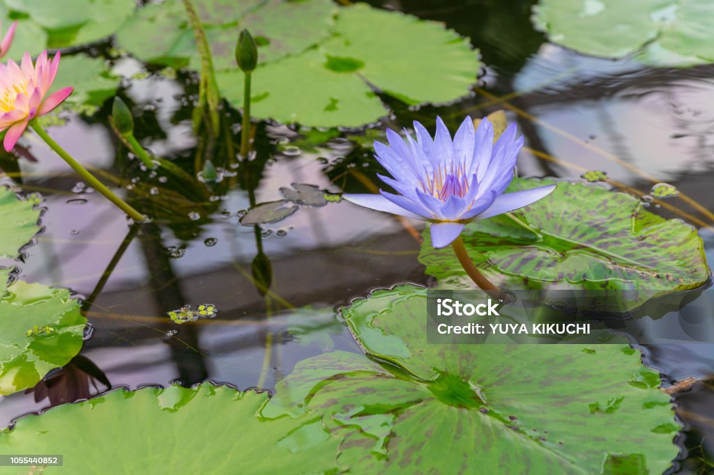 Flor De Lirio De Agua Foto de stock y más banco de imágenes de Agua - Agua, Aire libre, Alegre - iStock Flor De Lirio De Agua Foto de stock y más banco de imágenes de Agua - Agua, Aire libre, Alegre - iStock