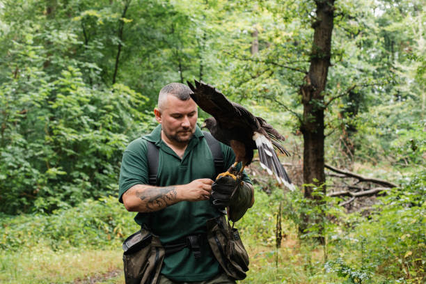 Falconer Holding a Harris Hawk Mid-adult male falconer standing in woodland with a harris hawk on his arm. He is looking down and fastening the hawk to his arm to keep it secure. wildlife conservation stock pictures, royalty-free photos & images