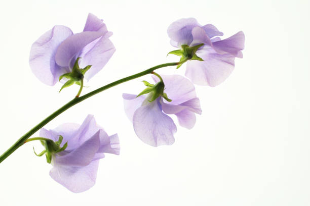 istock purple sweet pea on white background 1055443112