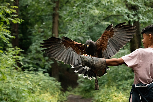 One teenage boy holding his arm out with a protective glove on. On the glove there is some food to lure the Harris hawk over to land on his arm. The Harris hawks wings are spread out for balance as it lands.