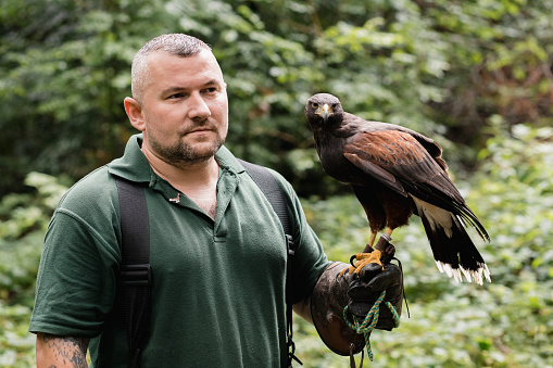 Point of view shot of a man doing an educational display with a harris hawk.