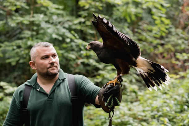 demonstração educacional em uma falcoaria - falconry glove - fotografias e filmes do acervo