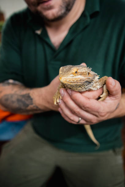 istock Animal Handler Holding a Bearded Dragon 1055445240