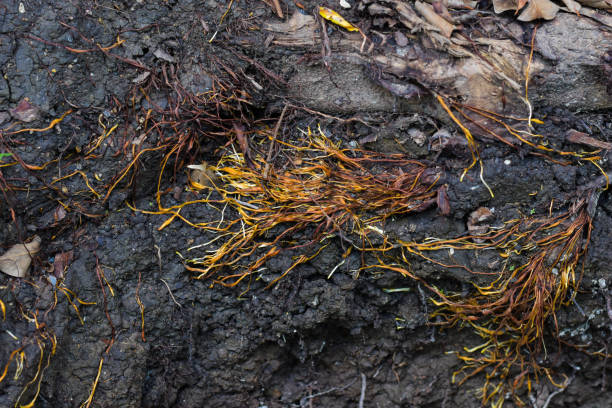 las raíces de la higuera - root tree sarasota tropical climate fotografías e imágenes de stock