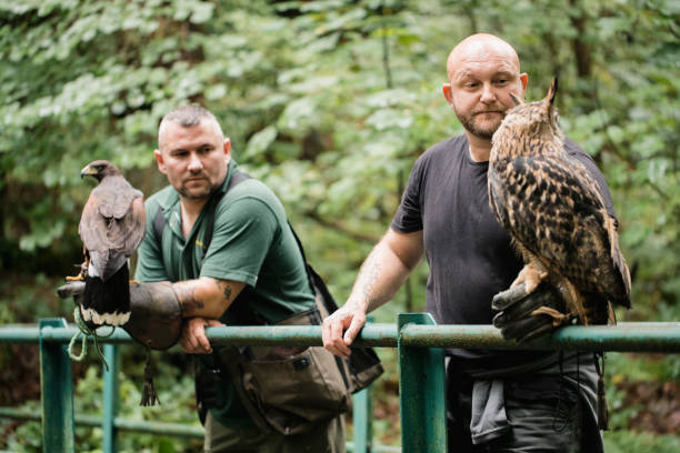 istock Preparing for the Falconry Show 1055445698