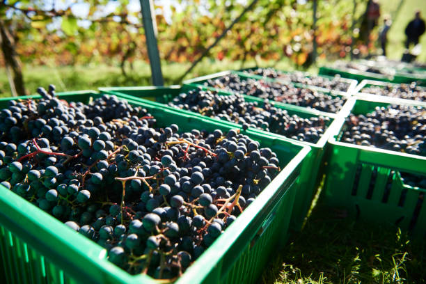 istock Harvest time at the vineyard 1055445758