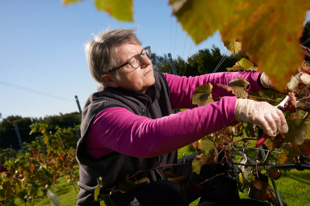 istock Harvest time at the vineyard 1055445796
