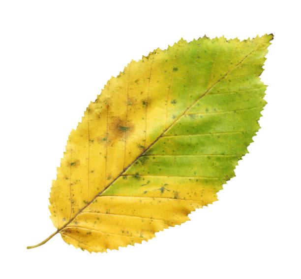 istock One yellow leaf ulmus glabra isolated. Abstract autumn background with leave 1055445874