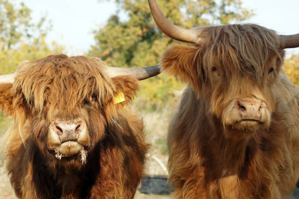 bovini scozzesi delle highlands al pascolo dell'agricoltore - galloway foto e immagini stock