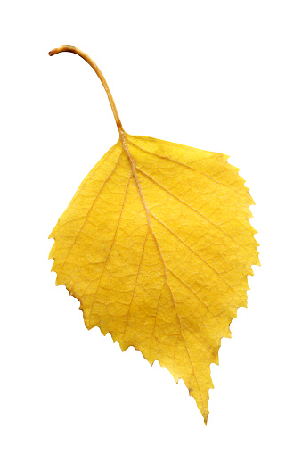 Листья березы желтые фото Листья березы желтые фото