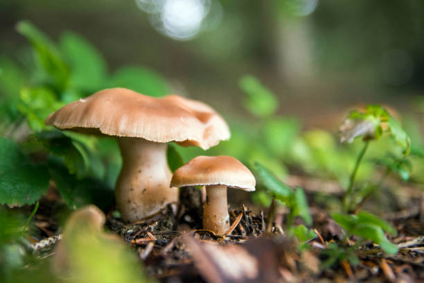 golcuk nationalpark von bolu, türkei - fungus forest nature season stock-fotos und bilder