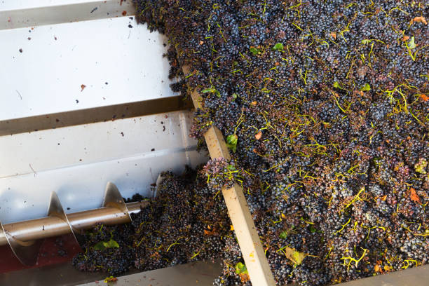 istock Blue grapes in press machine in winery 1055448364