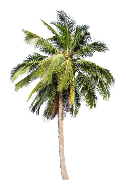 istock isolated big coconut tree on White Background.Large coconut trees database Botanical garden organization elements of Asian nature in Thailand, tropical trees isolated used for design, advertising 1055448784