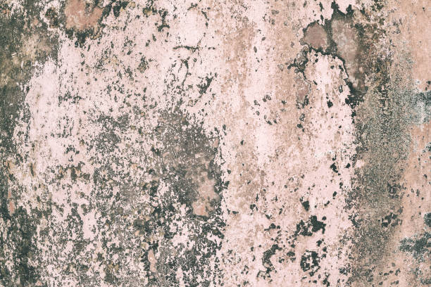 istock Water damage causing mold growth on the interior walls of a property 1055448886