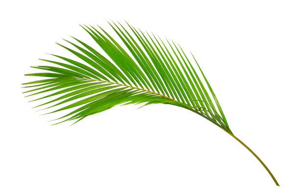 istock Green leaves of palm tree isolated on white background 1055450720