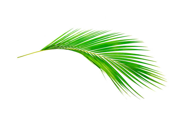 istock Green leaves of palm tree isolated on white background 1055450770