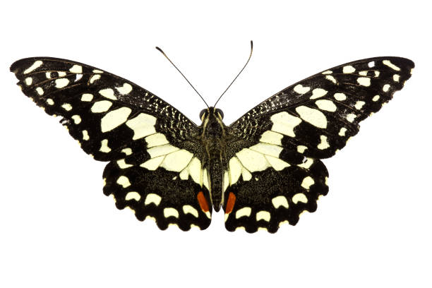 istock Beautiful Papilio spp butterfly isolated on white background.Variation on different positions of the beautiful papilio spp butterfly,Butterfly concept used for design 1055450874