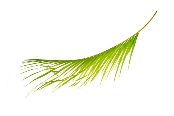 istock Green leaves of palm tree isolated on white background 1055450926
