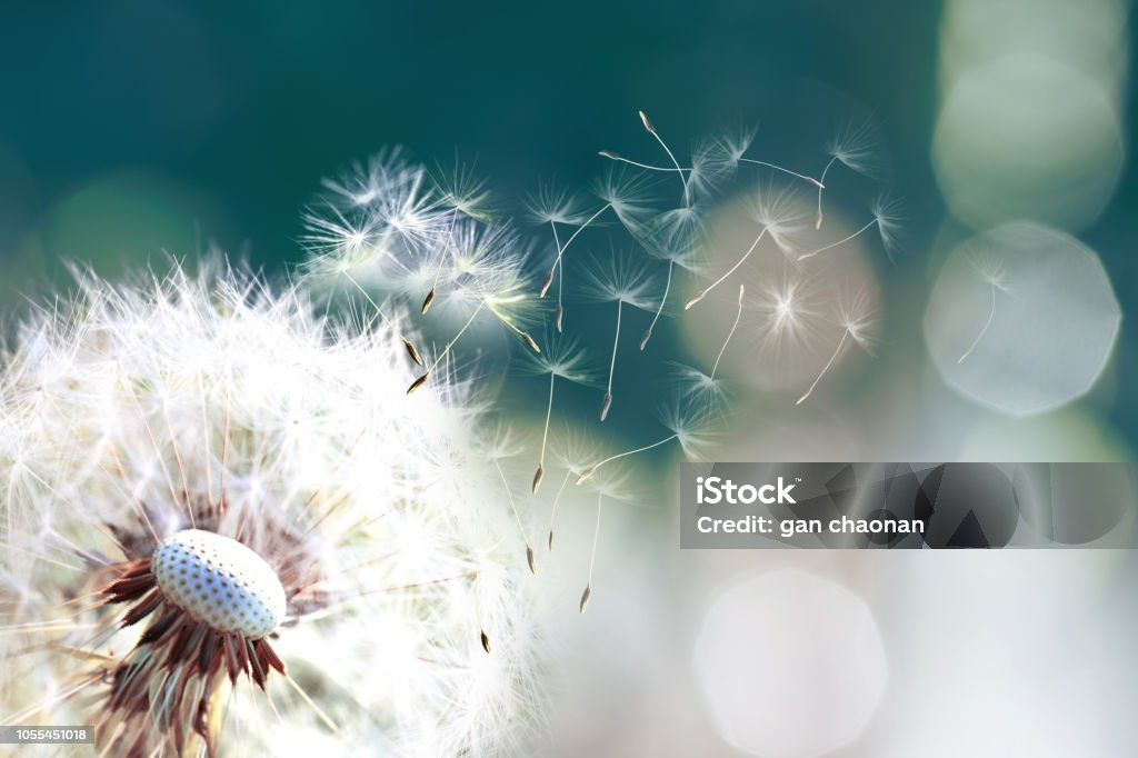 Fondo, playa, belleza, big, biología, Botánico, Botánica, rama, bush, recorte, cerrar, closeup, coco, color, elegancia, exóticas, flora, follaje, bosque, fronda, hojas, verde, imagen, isla, aislado, hoja, selva, grandes, le - Foto de stock de Diente de León libre de derechos