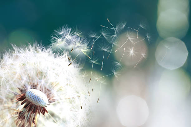 achtergrond, strand, schoonheid, groot, biologie, botanische, plantkunde, tak, bush, knippen, sluit, close-up, kokos, kleur, elegantie, exotische, flora, gebladerte, bos, varenblad, fronds, groen beeld, insulaire, geïsoleerde, jungle, grote, blad, le - bestuiving fotos stockfoto's en -beelden