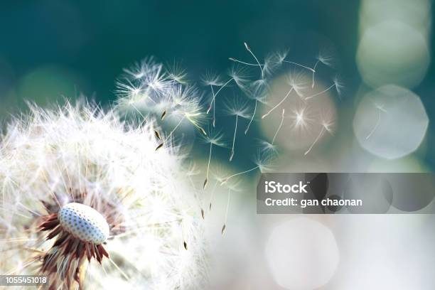 Background Beach Beauty Big Biology Botanical Botany Branch Bush Clipping Close Closeup Coconut Color Elegance Exotic Flora Foliage Forest Frond Fronds Green Image Island Isolated Jungle Large Leaf Le Stock Photo - Download Image Now